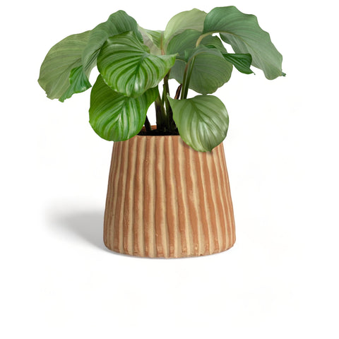 Elvira Terracotta Planter by MESO